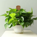 Home Climbing Plants Stick Coir Totem Pole Creeper Trelli Frame Durable Balcony