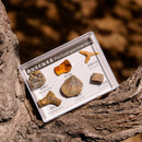 Natural Stone 6 Pieces FOSSIL SPECIMENS with Collection Box