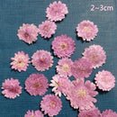 20Pcs Pressed Flowers Petals Real Natural Dried Flower for DIY Floral Decor