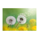 Dandelion 5D Round Full Drill Diamond Painting DIY Needlework Cross Stitch
