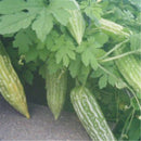 100 pcs Bitter Melon Gourd Ampalaya  Seeds Fresh From My Garden SP
