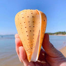 1PC Sea Shell Natural Conch Specimen Beach DIY Decor Aquarium Home U8J0