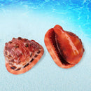 Natural Bull's Mouth Conch Shell Coral Sea Snail Fish Tank Adorn Home Orname_