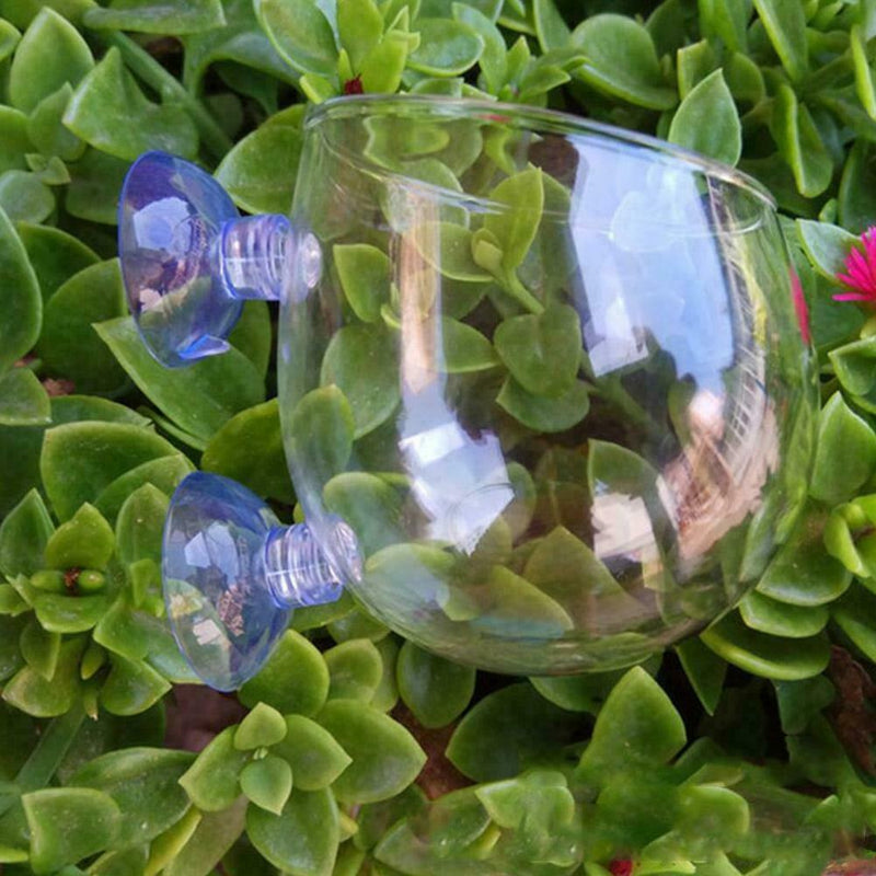 Microcosmic Shrimp Aquarium Tank aquatic Crystal Glass Plant Decor Cup Cute R1V8