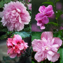Peony Seeds Plants Ing Greenery Flowers Outdoor 10pcs best P4C4 G1B7
