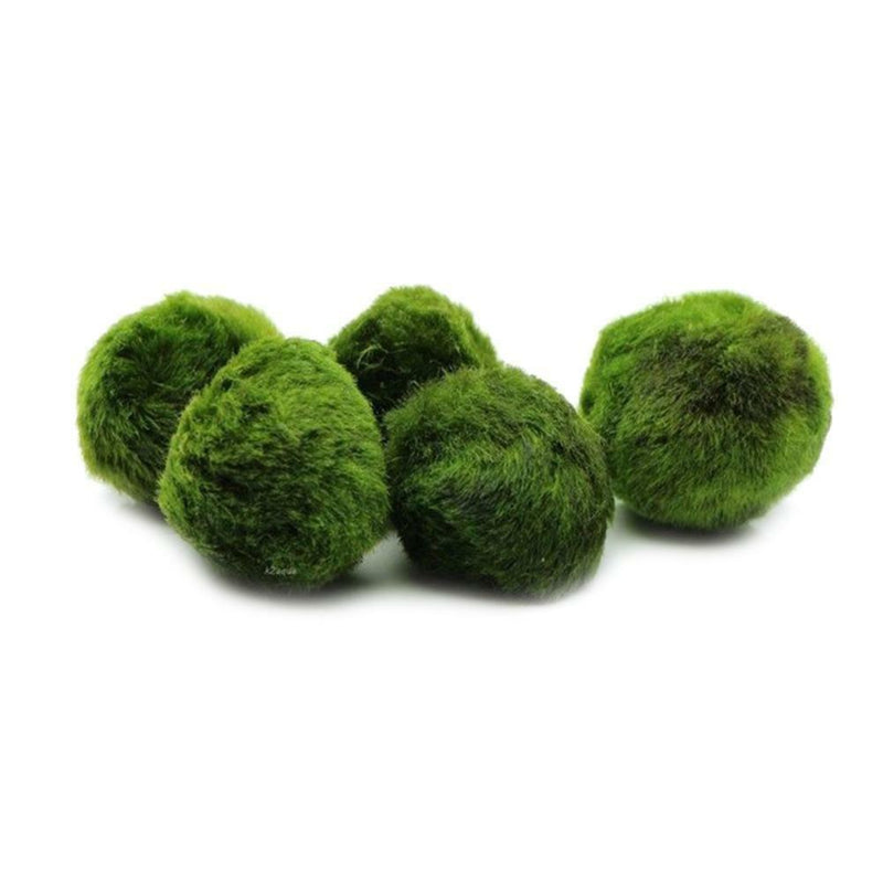 4cm Aquarium  Live aquarium Green Algae Ball plant Fish tank betta sea Decro