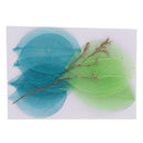 10 Pieces Mixed Pressed Dried Real Magnolia Skeleton Leaves for Scrapbooking