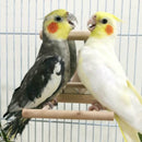 Pets Bird Parakeet Cockatiel Budgie Parrot Hanging Swing Rope Cage TrainingSEAU