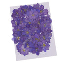 50pcs Pressed Flower Real Natural Dried Flowers for DIY Handmade Craft Blue