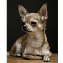 Full Round Diamond Embroidery Chihuahua,5D Diamond Painting,Dog Cute Pet Di