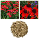 250x RED RUBY ECHINACEA / CONE-FLOWER FLOWER SEEDS / LONG LASTING PERENNIAL