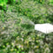 2L/60oz Portable Handheld Atomizer Nozzle Ajustable Pressure Garden Sprayer
