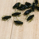 100pcs Outdoor Lightweight Soft Fishing Lures Cricket Insect Baits 0.8g 2cm