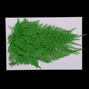 24x Real Pressed Leaves Natural Organic Dried Flowers DIY Arts Floral Decors