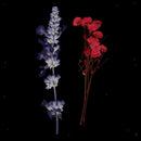 Multi Kinds of Natural Press Dried Flowers Pressed Leaves 5-30mm in Width for