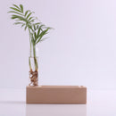 Clear Glass Tube Flower Vase Wooden Cellphone Table Stand Pencil Holder Rack