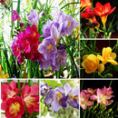 100pcs freesia bulbs perfume flower seeds home garden plant perennial LJ