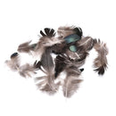 20pcs Caragana Feathers Green Natural Feathers 4-7cm Decor Making Feathers ME