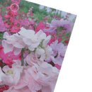 Purple Gladiolus Bulbs Beautiful Gladiolus Flower Garden Courtyard fruit pla OZ
