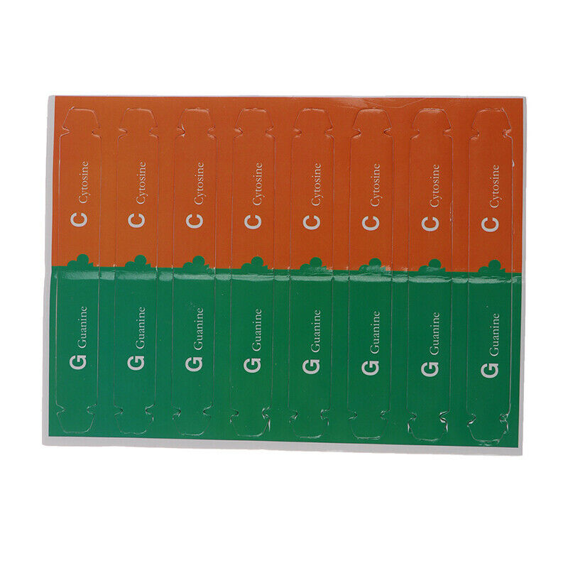 Human Genes DNA Models Double Helix Science Toys Teaching Learning Education OZ