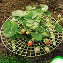 Strawberry Stand Holder Balcony Planting Rack Fruit Flower Climbing Vine Gar Gw