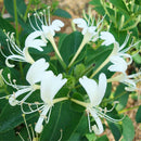 Honeysuckle Seeds Fast, Fragrant Garden Plant 50Pcs