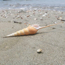 Conch Shell Natural Sea Snail Home Ornaments Fish Tank Decor Funny