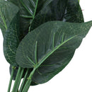 Anthurium, green potted anthurium flowers indoor green plants balcony