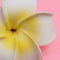 Woman Hawaiian Frangipani Plumeria Flower Hair Clip Pin Brooch Accessory Yellow
