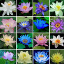 40 XLOTUS FLOWER LOTUS SEEDS AQUATIC PLANTS Lotus Water Lily Seeds