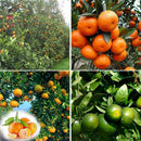 10pcs/pack Balcony Patio Potted Fruit Tree Seeds Kumquat Orange Tangerine Citrsp