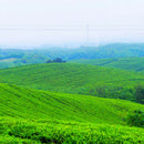 250g/Bag Superior Chinese Tieguanyin Fresh Scent Loose Leaf Oolong Tea Health