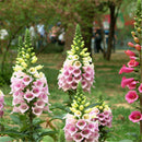 Foxglove Seeds 50 seeds perennial gorgeous 4 Feet tall awe inspiring LJ