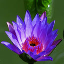 40 XLOTUS FLOWER LOTUS SEEDS AQUATIC PLANTS Lotus Water Lily Seeds
