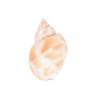 20Pcs Aquarium Mixed Bulk Sea Shells Beach Beautiful Decoration B ivTECA
