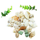 100g Natural Aquarium Beach Nautical Bulk Sea Shells Fish Tank DIY Decor Gift