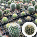 100pcs Cactus mix (A mixture of varieties) indoor Flower Home E3D6 S K2D9 G M6C2