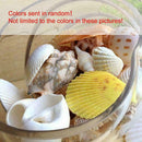 Aquarium Beach Nautical DIY Shells Mixed Bulk Approx Shell 100g Sea Fashion T2R0