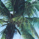 5x3FT Vinyl Background Photography Palm Tree Beach Sunshine Studio Backdrop S6Q2