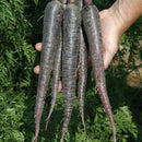 500pcs x pare purple carrot seeds organic vegetable fruit plant garden seeds SP