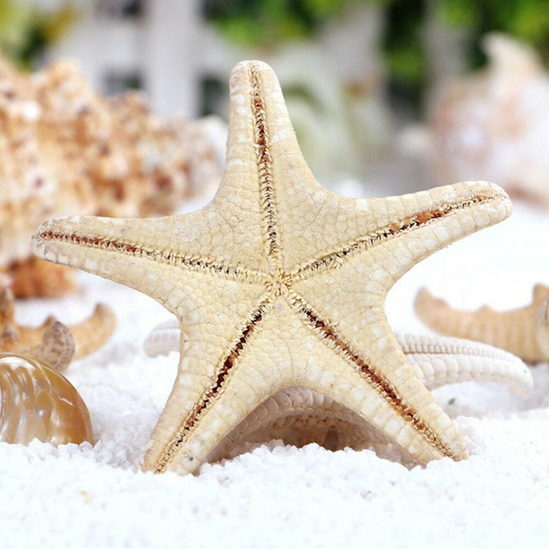 10pcs Natural Starfish Sea Star shell Aquarium Landscape Making DIY Craft Decor