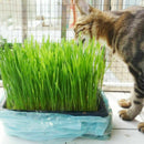 800Pcs/Set Cat Grass Seeds Oats Antioxidant Pets Health F5O6 Food