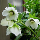 200X Galanthus Nivalis Seeds Common Snowdrop Flower Freezing Plants Home De Y1I2