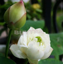 30 Pcs Mix Lotus Seeds Water Flower Viable Plants Fragrance Blooming Trendy LJ