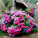 5D Full Round Drill Diamond Painting diy Flowers Needlework Decor (C1277)