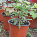 50X Plastic Raising Block Pots Nursery Pot Double Plant Seedling Holder