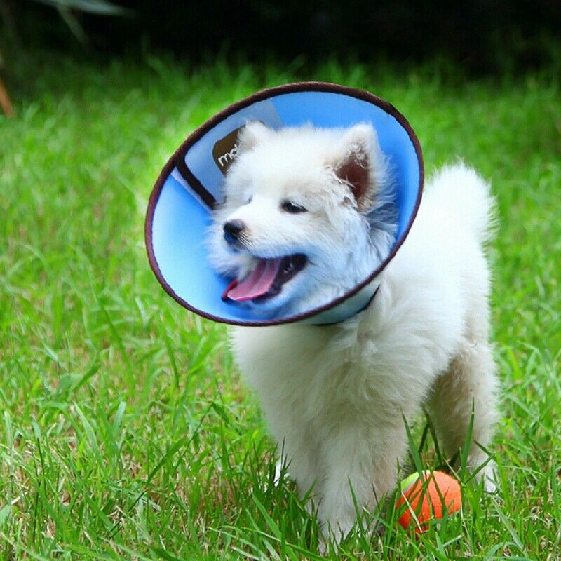 1X(KIMPETS Dog Cat Protection Cover Wound Healing Cone Protective Pet Medic