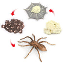 Lifelike Spider Bee 4 Stage Life Cycle Playset Education Cognitive Toys