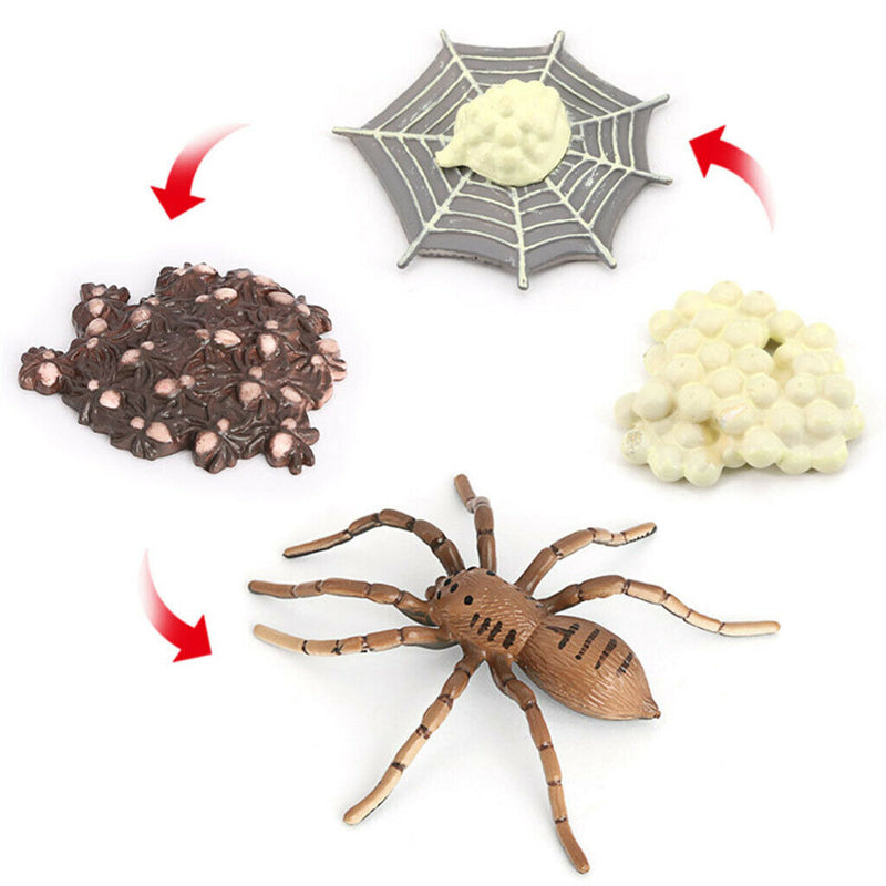 Lifelike Spider Bee 4 Stage Life Cycle Playset Education Cognitive Toys