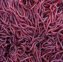 50x Red Earthworm Soft Worm Fishing Lures Bait Hooks Baits Tackle Crankbaits